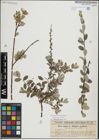 Foto von Salix repens L.